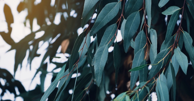 The Importance of Spinal Health for Overall Wellness